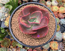 Echeveria 'Big Red' Hybrid 3" Succulent Plant