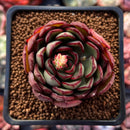 Echeveria 'Shaigai' 2" Succulent Plant