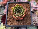 Echeveria Agavoides 'Sarabony' 2" Succulent Plant