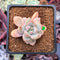 Echeveria 'Demiang' 1" Air Magic Hybrid Succulent Plant