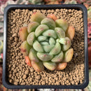 Echeveria Agavoides sp. 2" Succulent Plant