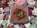 Echeveria Agavoides 'Jingle Bells' 1" New Hybrid