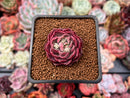 Echeveria 'Mohican' 1"-2" Succulent Plant