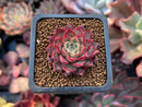 Echeveria Agavoides 'Shani' 1" Succulent Plant