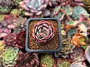 Echeveria 'Teemon' 1" New Hybrid Succulent Plant