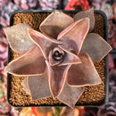 Echeveria 'Rodolfi' 4" Succulent Plant