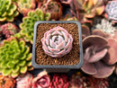 Echeveria 'Modal' 1" Succulent Plant