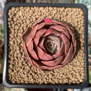 Echeveria 'Monchouchou' 2" Succulent Plant