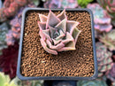Echeveria 'Madiba' 1" Succulent Plant