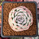Echeveria 'Snowmint' 1" Succulent Plant