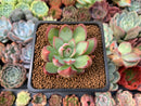 Echeveria 'Casio' 1"-2" Succulent Plant