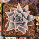 Echeveria 'Madiba' 2"-3" Cutting Succulent Plant