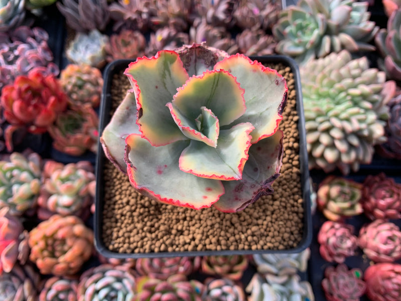 tornado succulent Echeveria 'Tornado' Variegated 3"-4" Succulent Plant – True Succulents Plant Co