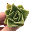 Echeveria Agavoides 'Rubicella' 1" Rare Succulent Plant