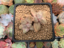 Echeveria 'Xichuensis' 2" Succulent Plant