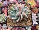 Echeveria Agavoides 'Sharmon' 3" Succulent Plant
