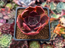 Echeveria 'Fatima' 2" Succulent Plant