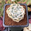 Echeveria 'Tinkerbell' Variegated 1" Succulent Plant