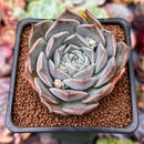 Echeveria 'Colina' 2" Succulent Plant