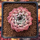 Echeveria 'Zaragoza' 2" Succulent Plant