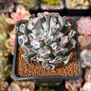 Echeveria 'Pignose' *Not E. Trumpet Pinky* 1" Succulent Plant