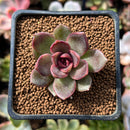 Echeveria 'Volare' 1"-2" Succulent Plant