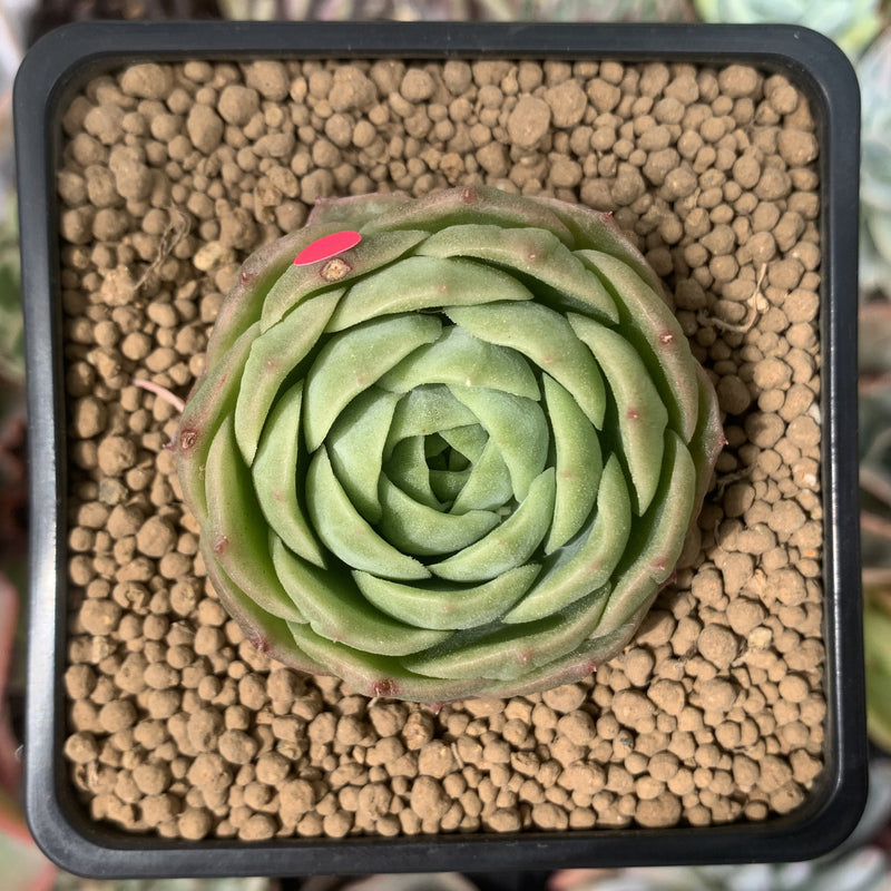 lime and chili succulent Echeveria 'Lime & Chili' 2" Succulent Plant – True Succulents Plant Co