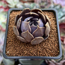 Echeveria 'Black Mamond' 1"-2" Succulent Plant