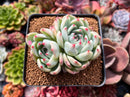 Echeveria 'Shimoyama' 2" Succulent Plant