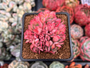 Echeveria 'Luella' Crested 2" Succulent Plant