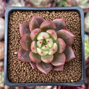 Echeveria 'Sharman' 2" Succulent Plant