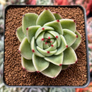 Echeveria Agavoides 'Blue Dragon' 3" Succulent Plant