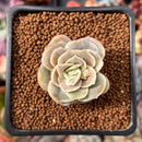 Echeveria 'Lovely Rose' 1" Succulent Plant