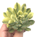 Echeveria 'Pulidonis' Variegated 3”-4" Rare Succulent Plant
