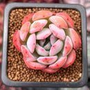 Echeveria 'Starmark' 1" Succulent Plant