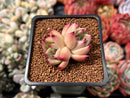 Echeveria Agavoides 'Starrens' 1"-2" Succulent Plant