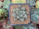 Echeveria 'Summer' 1" Succulent Plant