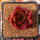 Echeveria Agavoides 'Lip Stick' 2" Succulent Plant