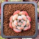 Echeveria 'Starmark' 1" Succulent Plant