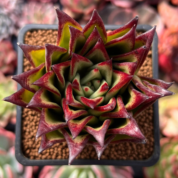 succulent lipstick plant Echeveria Agavoides 'Lipstick' 2" Succulent Plant – True Succulents Plant Co
