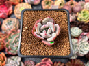 Echeveria 'White Champaign' 1" Succulent Plant