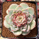 Echeveria 'Red Velvet' 3" Succulent Plant