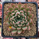 Echeveria Agavoides 'Enita' 2" Succulent Plant