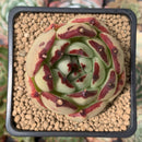 Echeveria Agavoides 'Maria' 2"-3" Succulent Plant