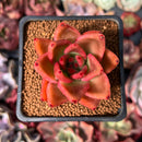 Echeveria Agavoides 'Rose Star' 2" Succulent Plant