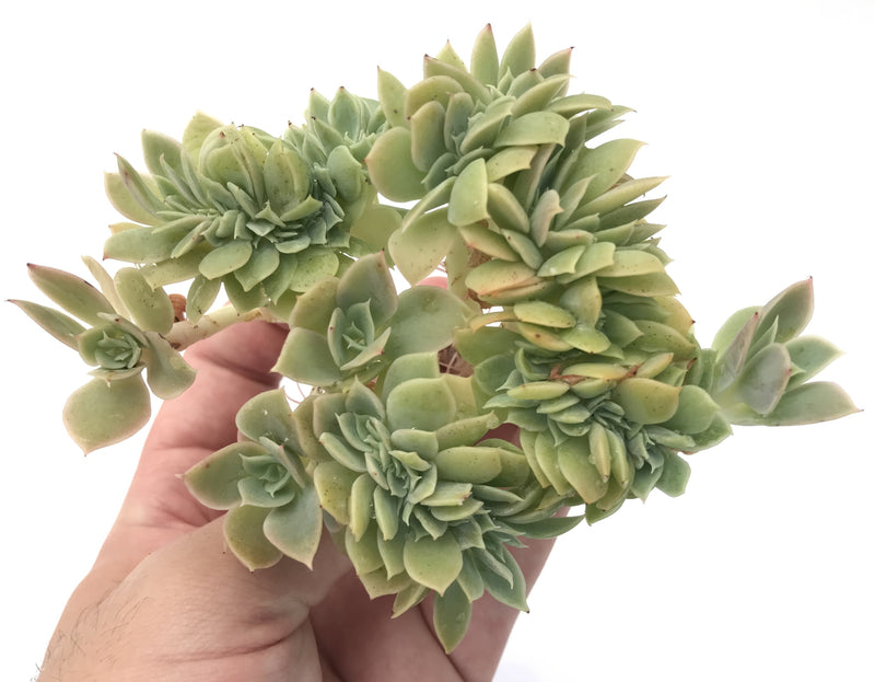 Echeveria 'Pastel' Crested Cluster 3" Rare Succulent Plant