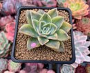 Graptoveria 'Harry Watson' Variegated 3" Succulent Plant