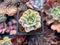 Echeveria Runyonii Variegated (Aka Echeveria 'Akaihosi' Variegated) 2" Succulent Plant
