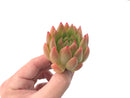 Echeveria Agavoides 'Pink Maria' Hybrid Succulent Plant