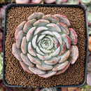 Echeveria 'Softball' 2"-3" Cluster Succulent Plant